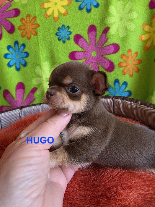 HUGO  zarezerwowany
