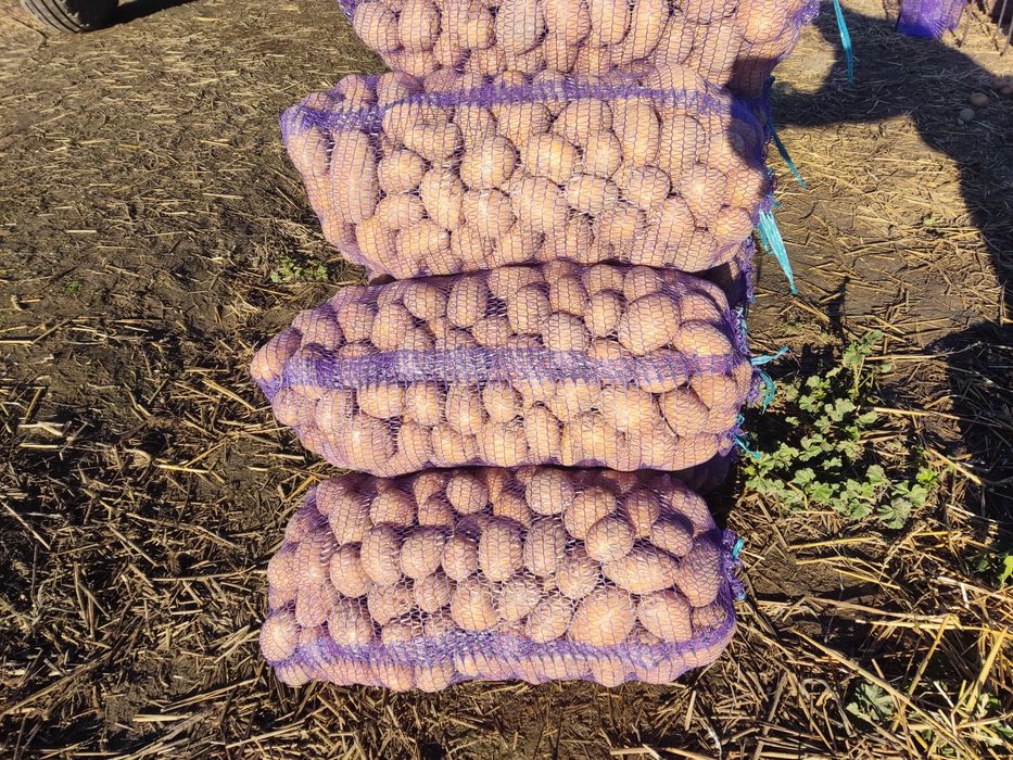 Продам картоплю белароса.6.5