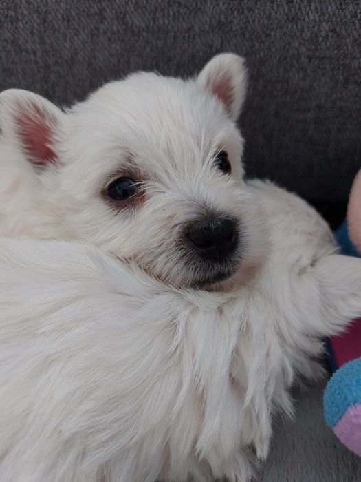 West Highland White Terrier.