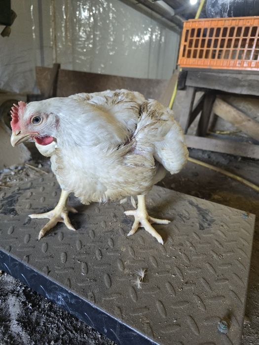 Продаж бройлерів