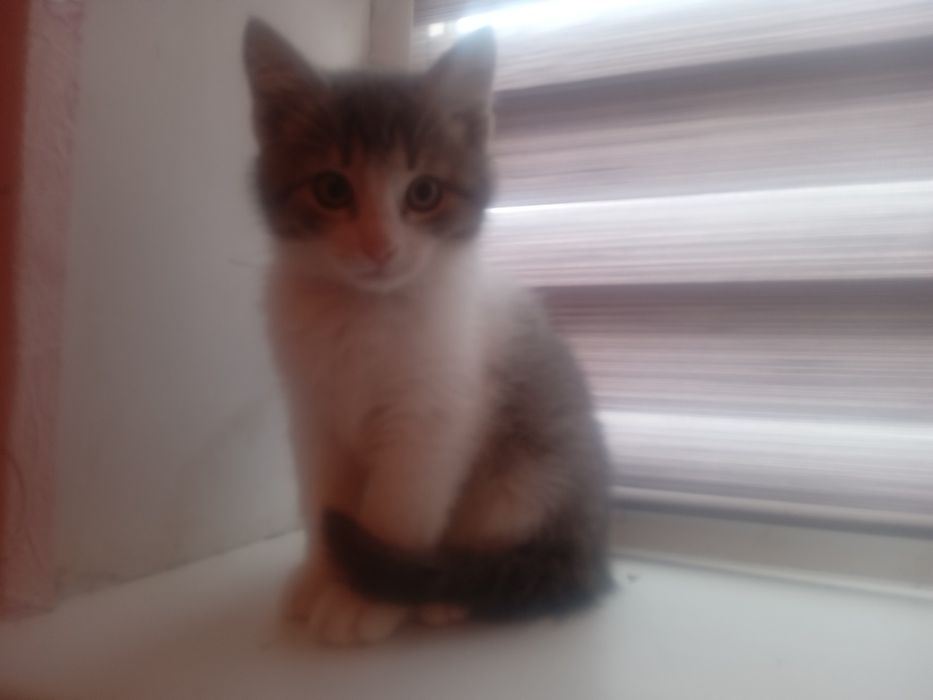 Домашні милі кішечки