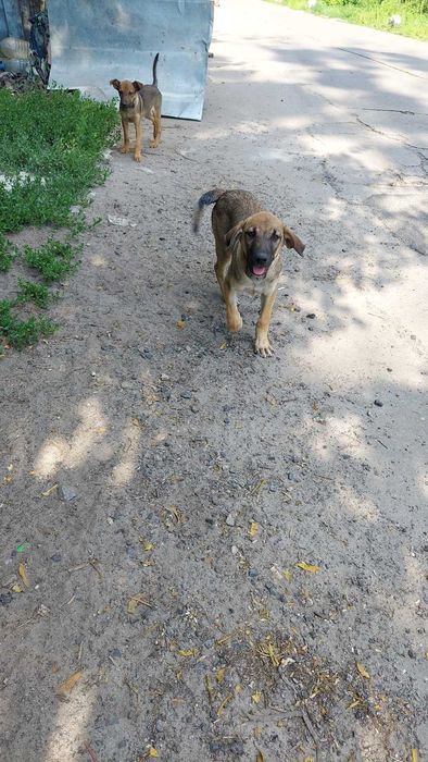 Предлогаем щенков,бесплатно