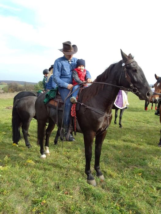 Klacz śląska sprzedam lub zamienię