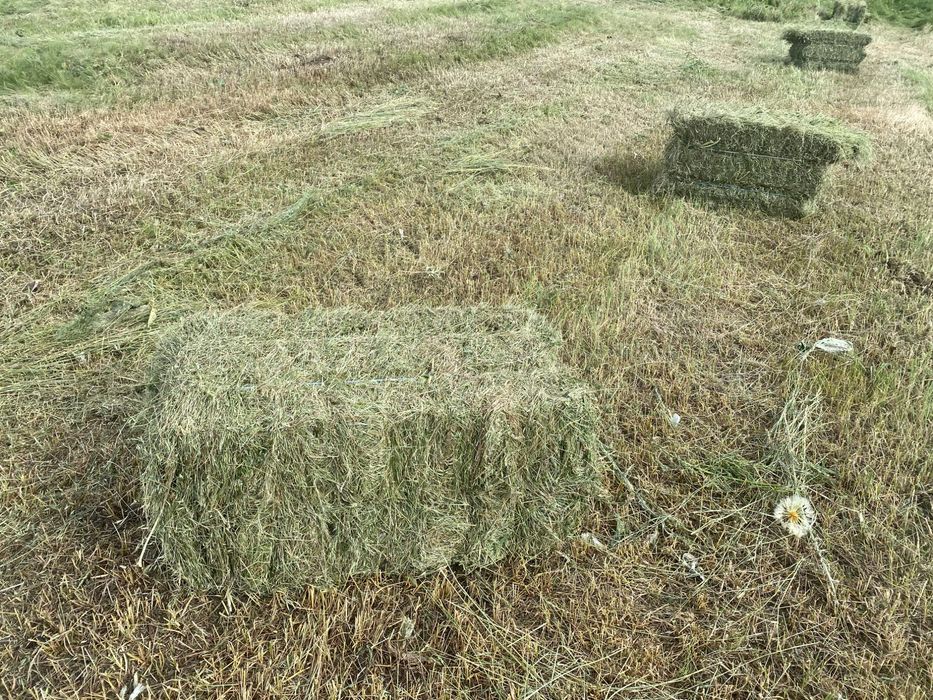 Продам сіно в тюках