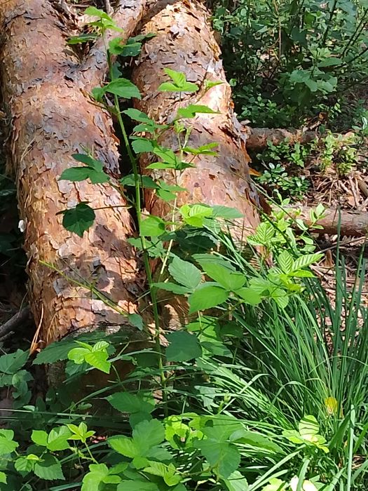 Opał sosna grab dąb