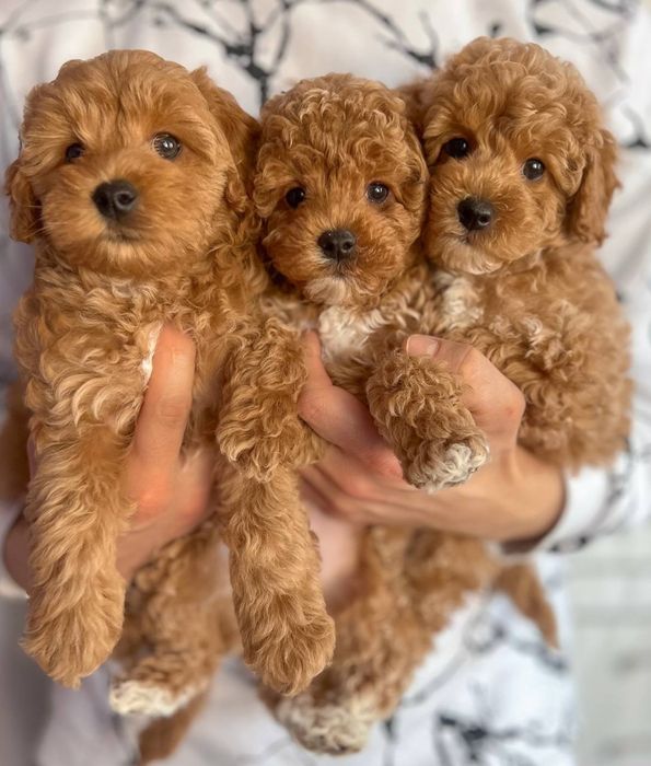 Цуценята мальтіпу міні, мікро, стандарт. Щенки мальтипу ф1, ф2