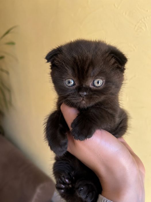 Шотландські кошенята
