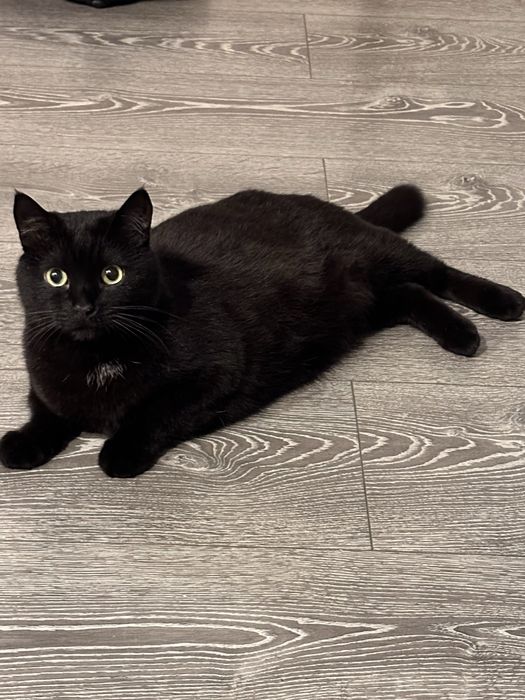 Пропал домашний кот Кэш