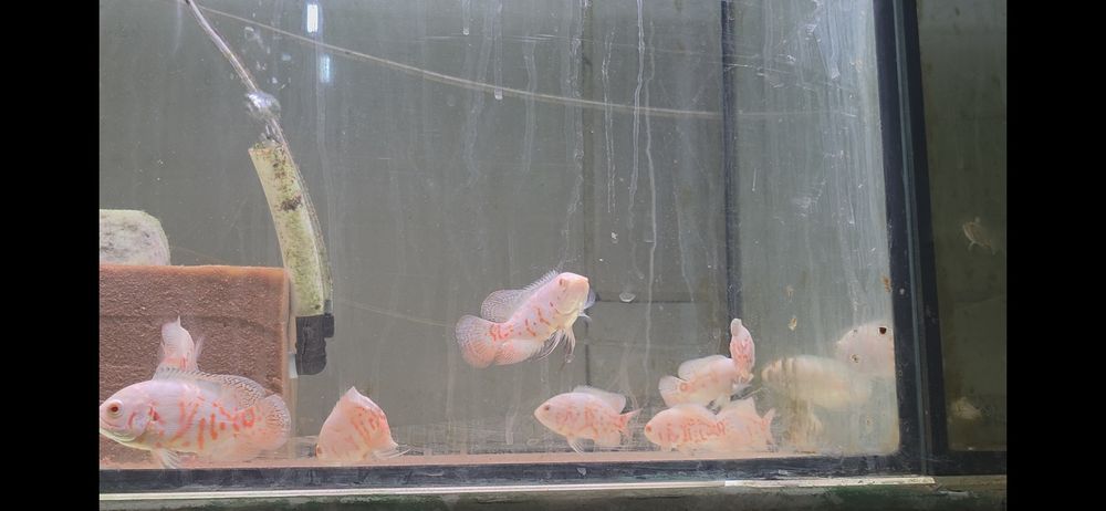 Vendo oscares ,tigre ,red bronze, tigre albino ,red chili