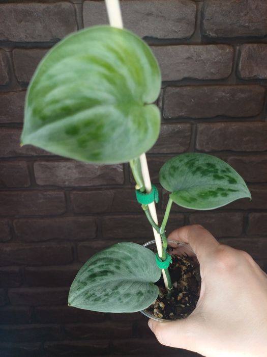 Scindapsus Tattoo Tatoo #3