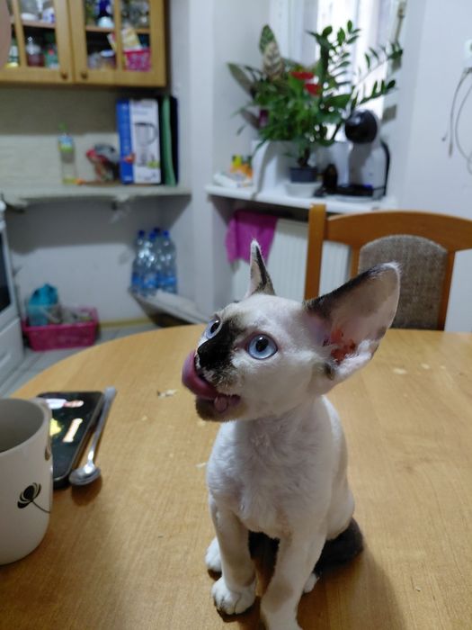 Devon Rex koczenta WGF