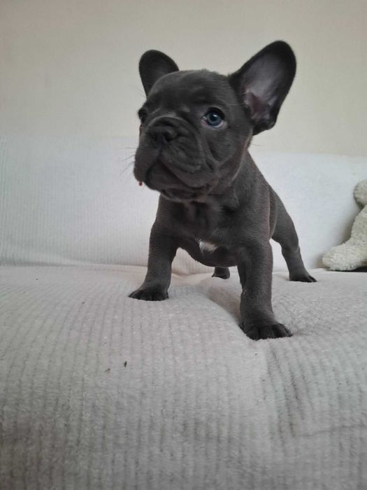 Buldog Francuski dziewczynka Blue