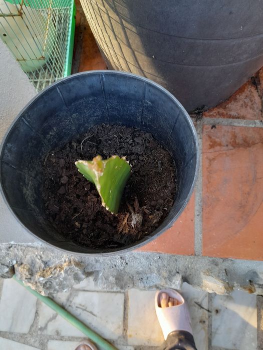 Planta  de  pitaia