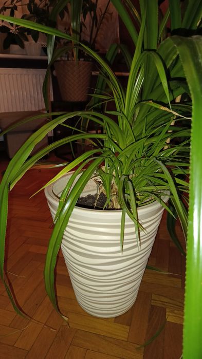 Wielki Pandanus utilis z dzieckiem!
