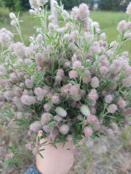 Пшениця,сухоцвіти, лісова трава. Терміново.