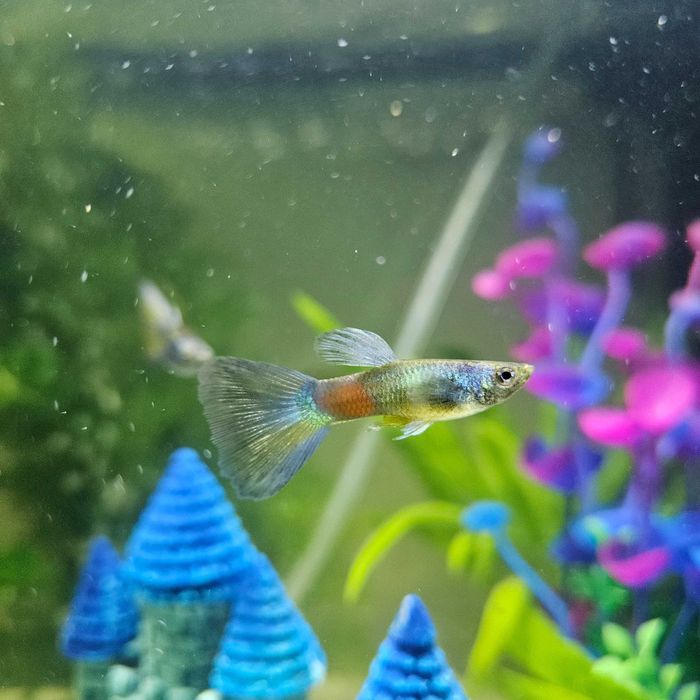 Gupik z własnej hodlowli