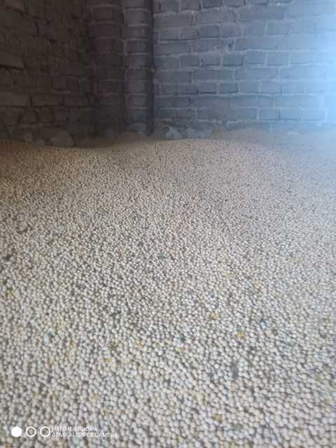 Groch Siewny Astr0nau1e 2025