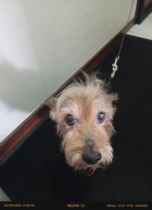 Doação de cão Yorkshire