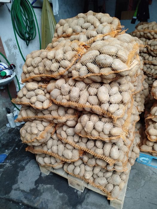 Ziemniaki Jadalne hurt detal dowóz