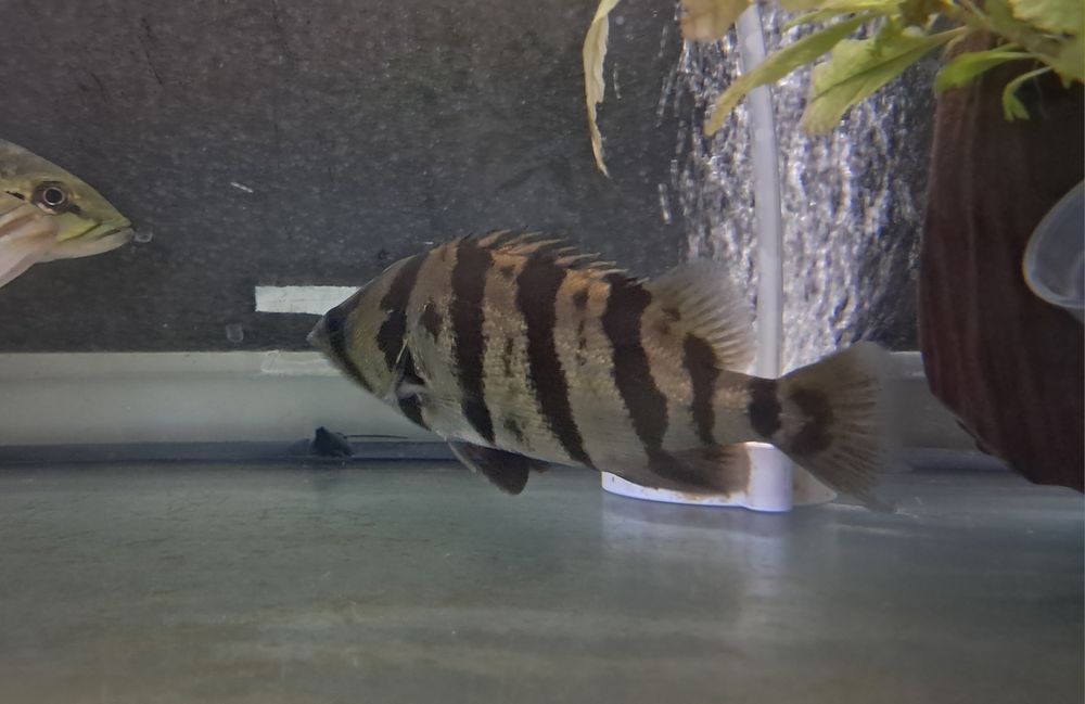 Vendo datnoids microlepis e polota