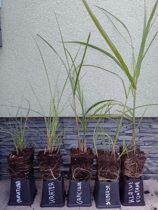 Miskant chiński Gracillimus Silberspinne  kleine fontane i min