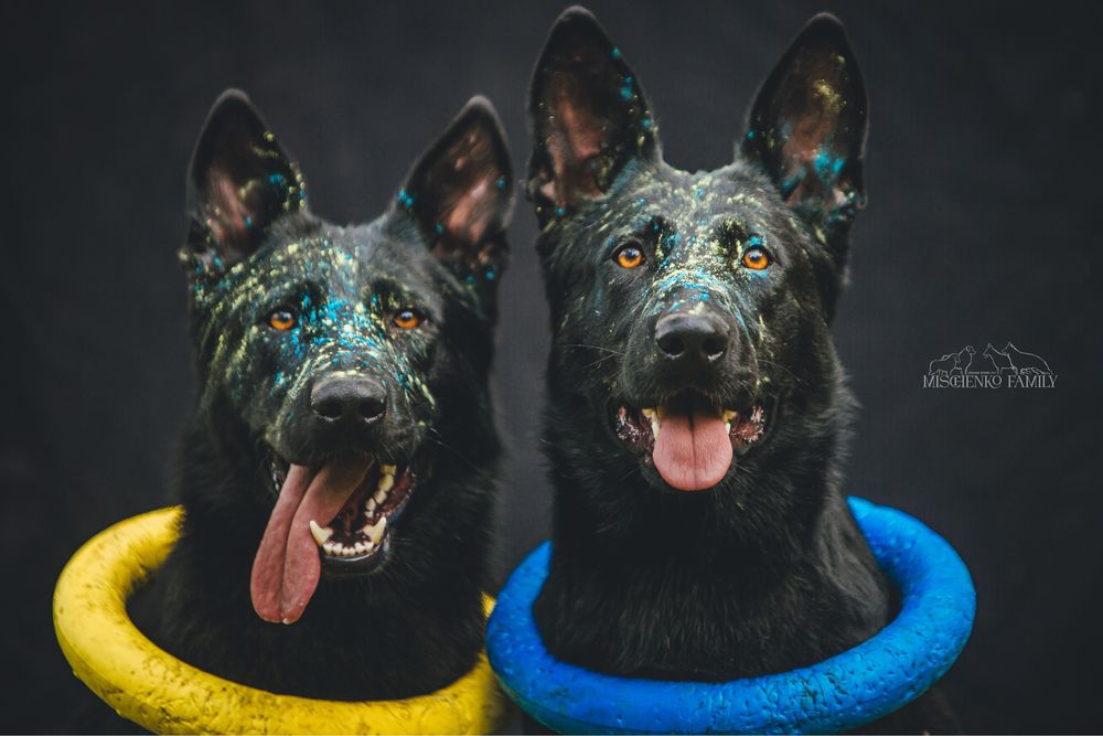 Чорна Німецька Вівчарка | доросла дівчинка