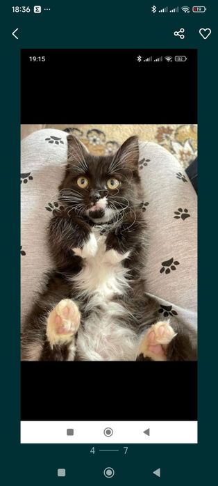 Розшук! Буча! Лісова Буча!