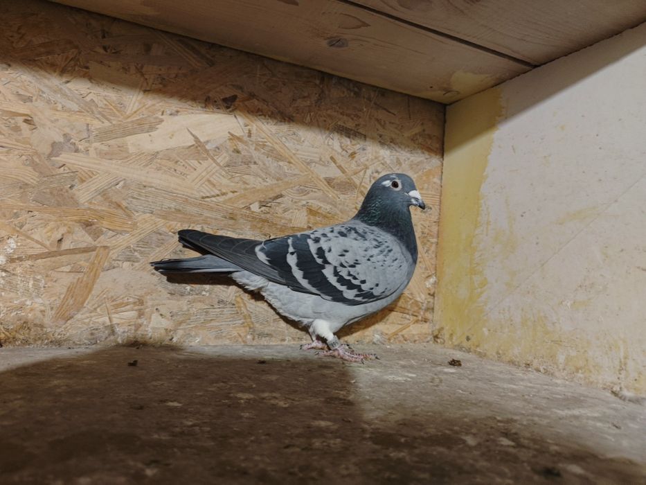 Likwidacja hodowli gołębi pocztowych.