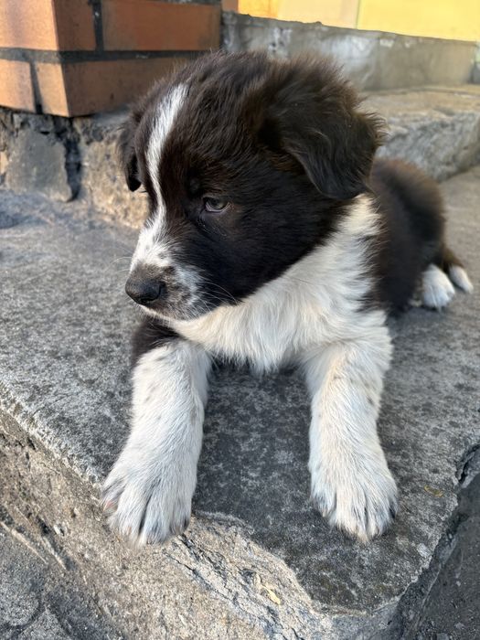 Piesek Border Collie