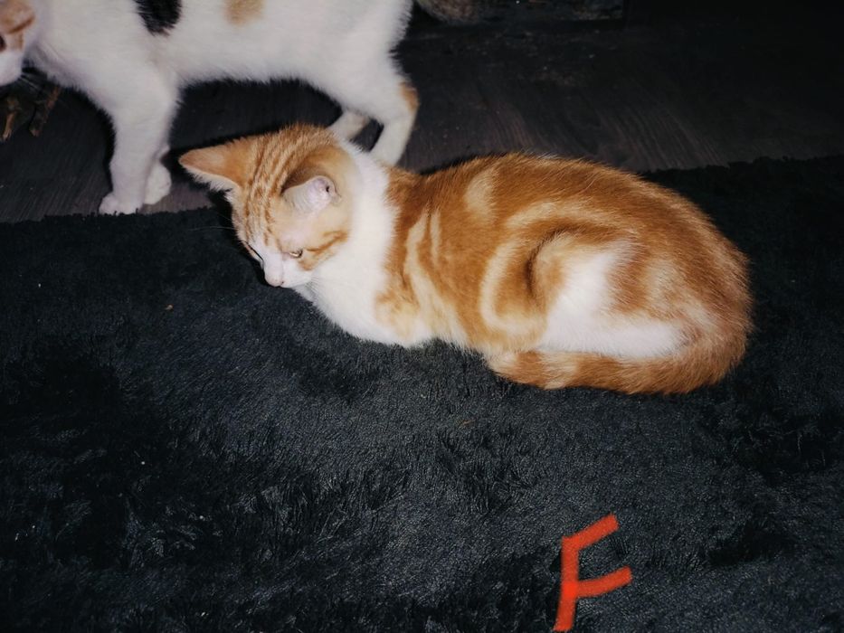 Gatinhos bebés para adoção responsável