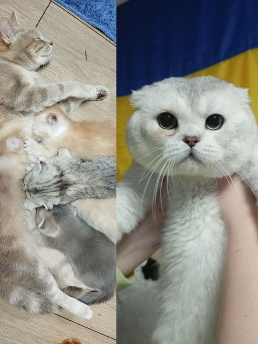 Шотландські малюки дівчатка