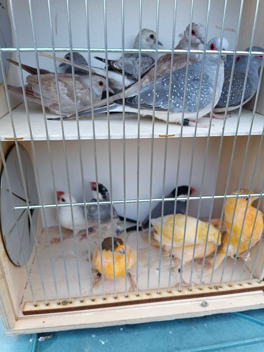 Ptaki,drobna egzotyka,kanarki, gołąbki