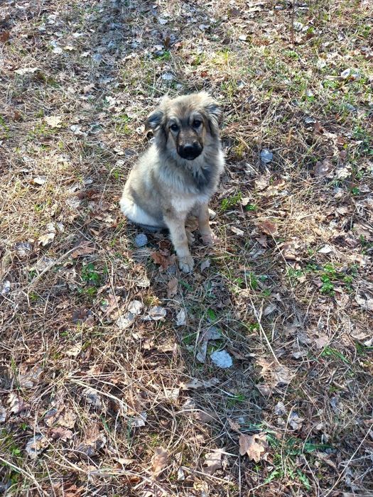 Віддам у добрі руки