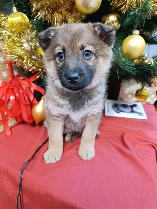Kochana Sabinka prosi o dom ... Łódź Bałuty • OLX.pl