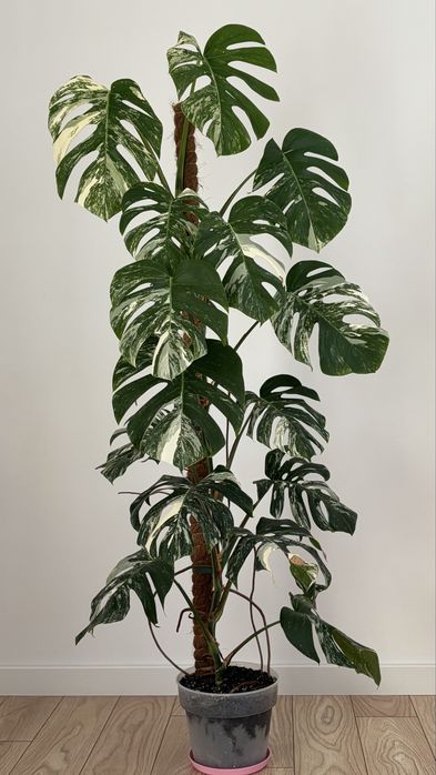 Monstera variegata 15 lisci 160 cm