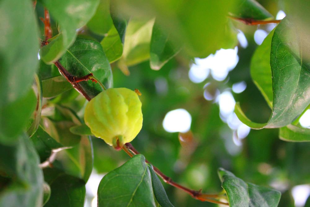 Pitangueira - Eugenia uniflora