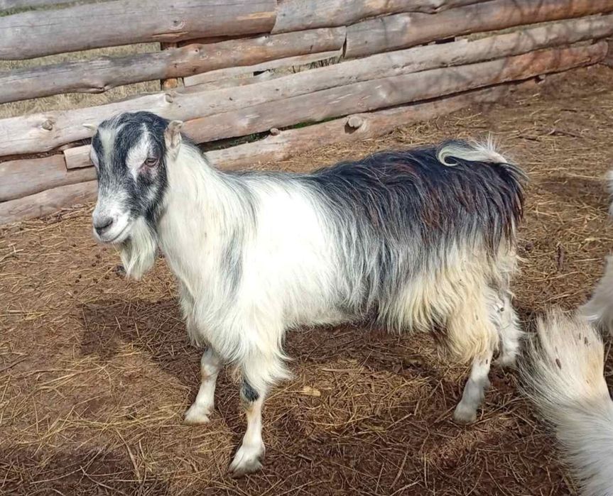 Козлик  Ламанча 1 рік і 2 місяці. Кози.
