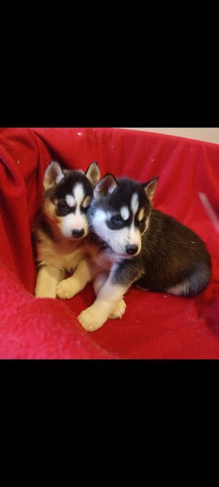Huskie szczeniak  dziewczynka
