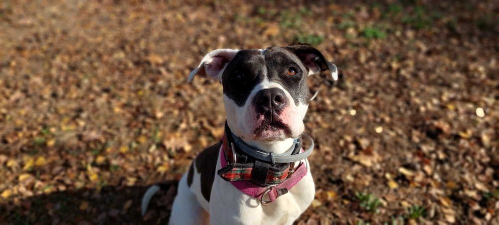 Piękna Ami szuka domu