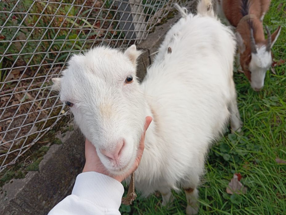 Кози, молоді, хароші