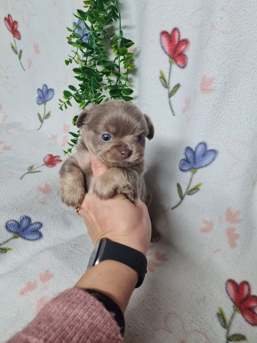 Excelente mini pelo comp Chihuahua/Chiuaua Linhagem Russa de Qualidade