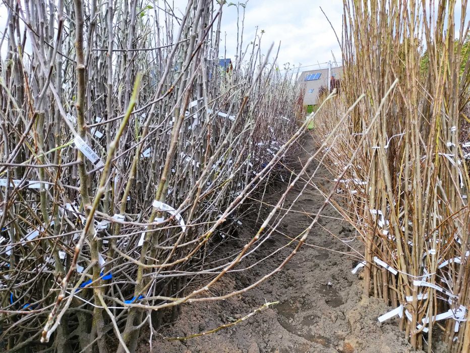 Drzewka owocowe wszystkie gatunki