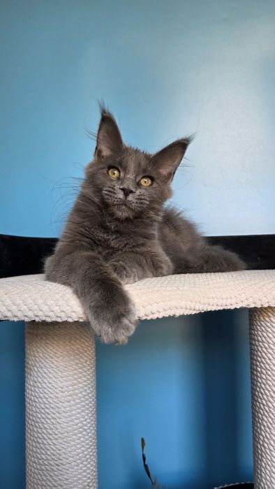 Шикарная девочка мейн