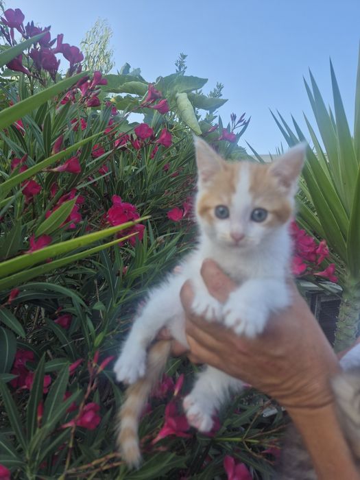 Mistura maine coon