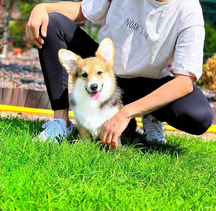 Вельш корги пемброк