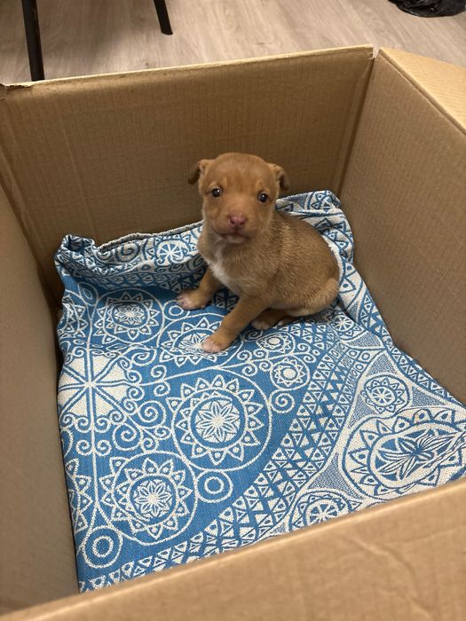 отдам собаку в хорошие руки