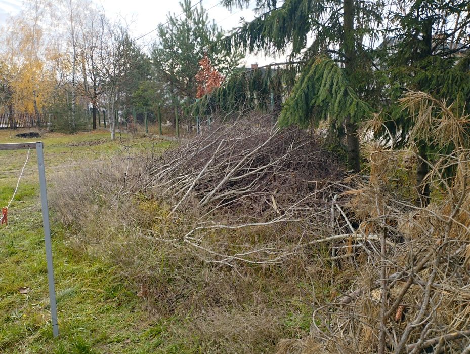 Oddam gałęzie w całości (możliwość zrębowania)