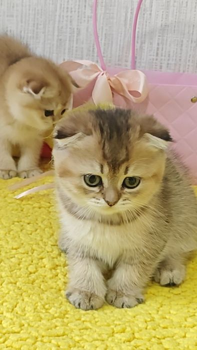 Вислоухие и прямоухие золотые шиншиллы
