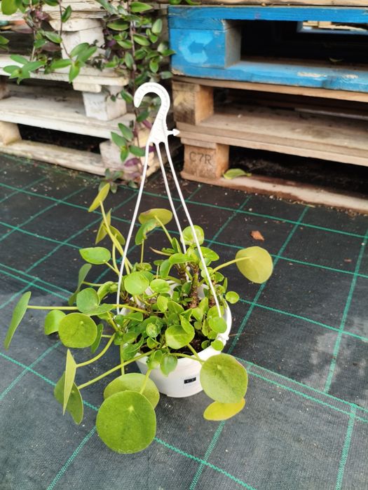 Planta da Fortuna Chinesa (Pilea Peperomioides) - planta em vaso