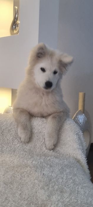 Samoyed/Samojed - odchowane szczeniaki gotowe do domu!
